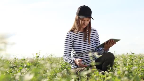 大豆畑のタブレットコンピュータで女性農家の切り取られたビデオは葉に触れ プログラムにデータを書き込みます 農業産業における有機スマート農業とデジタル農業 — ストック動画