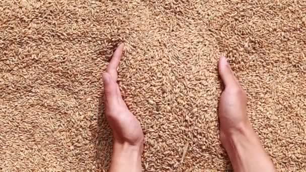 Farmer Male Hands Palms Filled Dry Wheat Seed Grain Slowly — Vídeo de Stock