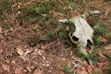 Cow skull lying on the ground. Dried cow skull. Side view. Skull of a bull or cow animal. cow skull in the forest. forest pollution.