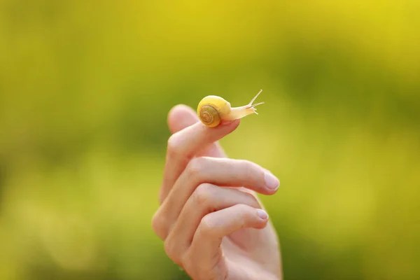 Small Snail Finger Green Nature Background Snail Slime Skin Care — Stockfoto