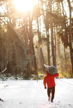 Bir adam yılbaşı ve yeni yıl için devrilmiş bir ağacı sürüklüyor. Kış ormanı boyunca arabaya gidiyor. Seçici odak ve tonlama ile resim.