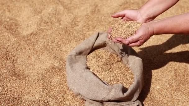 Hands Older Female Puring Sifting Wheat Grains Jute Sack Wheat — Vídeo de Stock