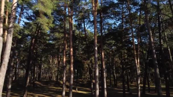 春には松林の中を歩く 背の高い幹を通して太陽の移動カメラは 自然の緑の森の中に松の木 新鮮な空気 屋外の概念 — ストック動画
