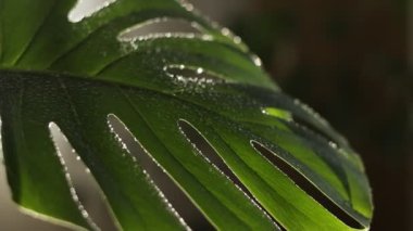 Education eco. Tropical rain falls down on monstera leaf and raindrops roll down on it. Organic skincare cosmetics commercial. Monstera deliciosa plant leaves in a garden. Caring for indoor plants.