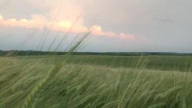 Agricultural business concept. Spikelets of young green wheat with grain sway in wind. Grow food. Field of ripening wheat against beautiful sky. Grain harvest ripens in summer. Organic wheat