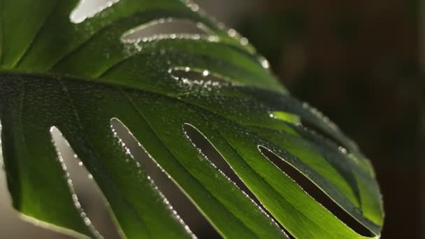Education Eco Tropical Rain Falls Monstera Leaf Raindrops Roll Organic — Αρχείο Βίντεο