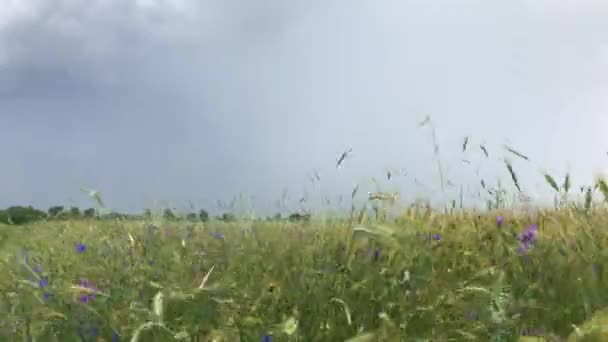 芝生の上で牧草地の草や小麦の耳の風の空の突風で黒になって移動します 嵐の前嵐の前嵐の前の環境暗い嵐の空に揺れる野生の花 — ストック動画