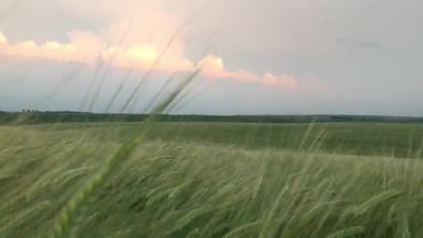 農業ビジネスの概念 若い緑の小麦の小穂は風に揺れる 食物を育てる 美しい空に対して熟す小麦のフィールド 夏に穀物収穫が始まります 有機小麦 — ストック動画