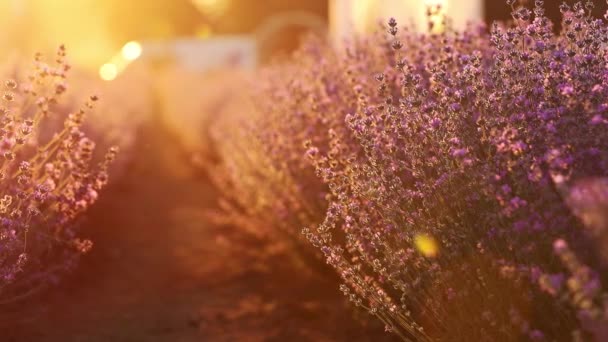 Blooming Purple Lavender Field Lot Flying Pollinating Honey Bees Sunset — Stock video