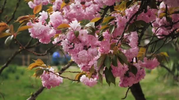 Branch Blossoming Sakura Moving Close Bright Full Bloom Cherry Tree — Video Stock
