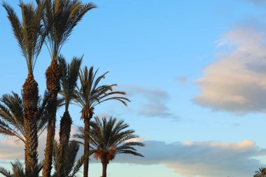 Mavi gökyüzüne karşı tropik palmiye ağaçları ve soyut beyaz kabarık bulutlar. Yaz tatili ve doğa yolculuğu macera konsepti.