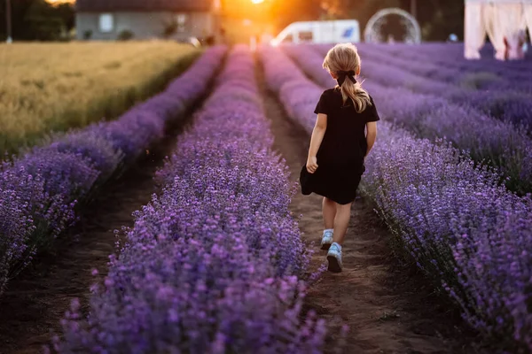 adorable child girl is walking in a field of lavender on sunset light. Kid in black dress is having fun on nature on summer holiday vacation. back view.