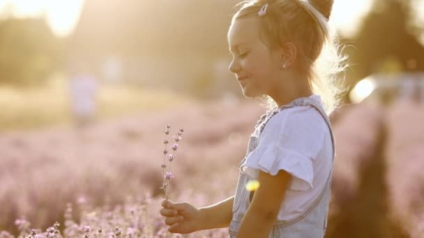 Portrait Cute Girl Smelling Lavender Flowers Child Walking Field Lavender — Stock Video