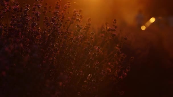 Blooming Purple Lavender Field Lot Flying Pollinating Honey Bees Sunset — Vídeos de Stock