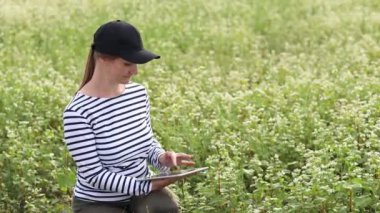 a female agronomist with a tablet checks the growth of a field with buckwheat flowers. the woman examines the field and enters the data into a digital tablet. Modern agribusiness