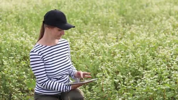 Female Agronomist Tablet Checks Growth Field Buckwheat Flowers Woman Examines — ストック動画