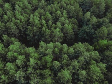 Çam ormanı havadan görünüşlü. Yukarıdan kozalaklı orman manzarası. Yeşil arka plan doğası. Fotoğraf dron kullanılarak çekildi.