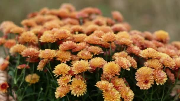 Beautiful Bush Red Orange Chrysanthemum Grandiflorum Hybrid Species Perennial Plant — Video Stock