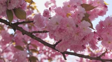 Beautiful from below view of blossoming sakura of branch is moving close-up. Bright full bloom cherry tree with beautiful pink petals against clear blue sky background in spring season