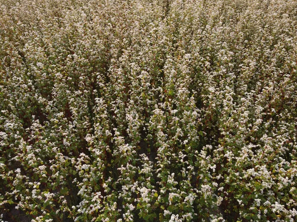 buckwheat field from the air. Aerial flying above stunning beautiful fields with buckwheat blossom. Wonderful drone video above white flowers for ecological concept