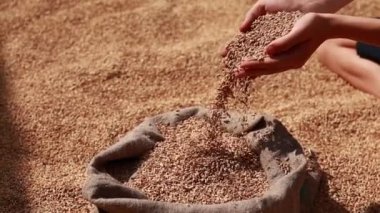 Wheat grains in a hand after good harvest of successful farmer. Hands of farmer puring and sifting wheat grains in a jute sack. agriculture concept. Business man checks the quality of wheat