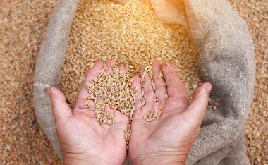 Wheat grains in a hand after good harvest of successful farmer. Hands of farmer puring and sifting wheat grains in a jute sack. agriculture concept. Business man checks the quality of wheat