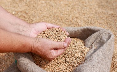 Hands of older female puring and sifting wheat grains in a jute sack. Wheat grains in a hand after good harvest of successful farmer. agriculture concept. Business man checks the quality of wheat