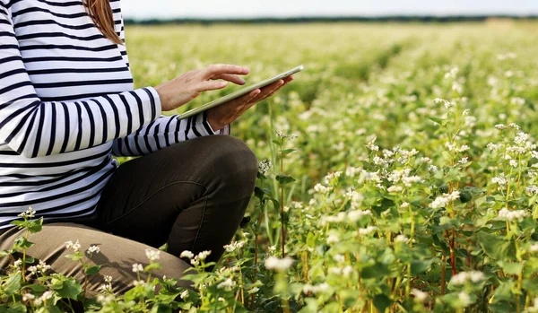 cropped photo of female farmer with a tablet computer in a soy field touches the leaves and writes data to the program. Organic smart farming and digital farming in the agriculture industry