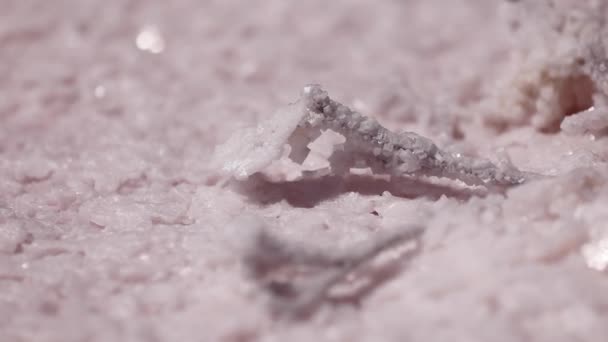 Roze Zoutkristallen Close Roze Zoutvlokken Natuurlijke Minerale Vorming Bij Roze — Stockvideo