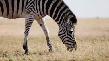 Çizgili siyah beyaz zebranın yaz sıcağında bozkırda yürümesini ve otlamasını yakından izleyin. Biyosfer rezervi Askania Nova Ukrayna 'da, zebra otluyor. Güney Afrika Vahşi Yaşam Parkı