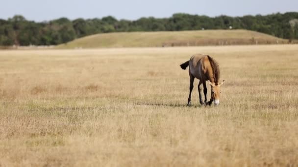 Dziki Koń Jedzący Suchą Trawę Prerii Sanktuarium Przyrody Dzikim Koniem — Wideo stockowe