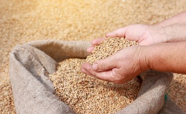 Hands of older female puring and sifting wheat grains in a jute sack. Wheat grains in a hand after good harvest of successful farmer. agriculture concept. Business man checks the quality of wheat