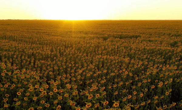 Bela Vista Aérea Campo Girassóis Orgânicos Floridos Enquanto Sol Põe — Fotografia de Stock