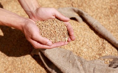 Wheat grains in a hand after good harvest of successful farmer. Hands of farmer puring and sifting wheat grains in a jute sack. agriculture concept. Business man checks the quality of wheat