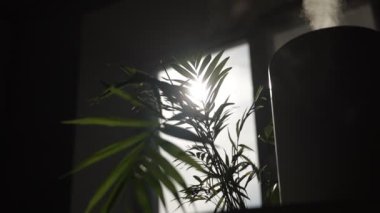 Hava temizleyici ve nemlendiricinin alt siluet görüntüsü güneş ışınlarıyla pencerenin kenarındaki güçlü bir soğuk buhar akışını serbest bırakır. Temiz hava, sağlıklı yaşam, temizlik ve tozu kaldırma. yavaş.