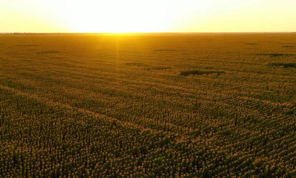 夕日の間に有機ひまわり畑の開花の美しい空中ビュー ひまわりと太陽の光で農業分野を飛び越えるドローン 大きな黄色の農場フィールドと夏の風景 — ストック写真