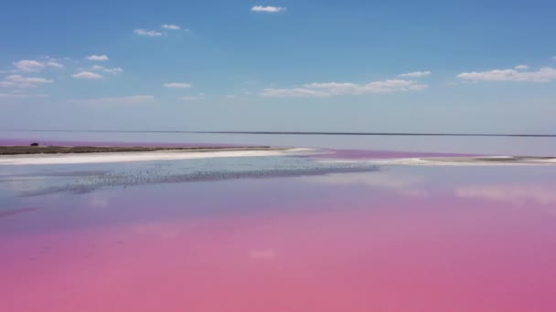 ピンクの塩湖を飛び越える 塩の生産設備塩湖の生理食塩水蒸発池フィールド 乾燥した石灰化した塩辛い海岸とミネラルレイクで赤 ピンクの水を与えるDunaliellaサリナ — ストック動画