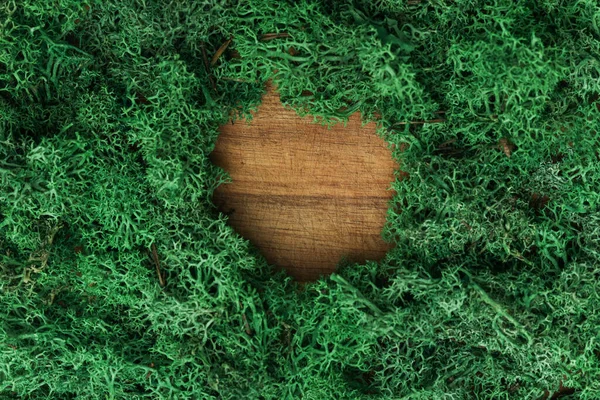 Natural Estabilizado Musgo Islandés Verde Sobre Panel Madera Con Lugar —  Fotos de Stock