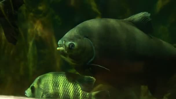 물고기 수족관의 청록색 물에서 헤엄치고 이국적 자연환경 — 비디오