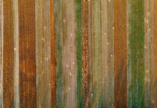 Vista Aérea Campos Verdes Cultivados Parcelas Agrícolas Con Trigo Dorado —  Fotos de Stock
