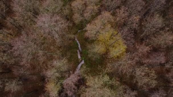 无人在无叶的树梢上飞行 关于被践踏的人行道的观点 秋天的时候秋末落叶林的空中景观 黄叶无叶的树木 — 图库视频影像
