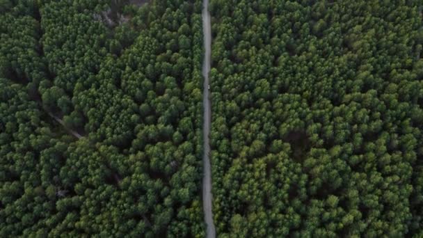 Aerial View Flying Dirt Forest Road Green Trees Dense Woods — Stock Video