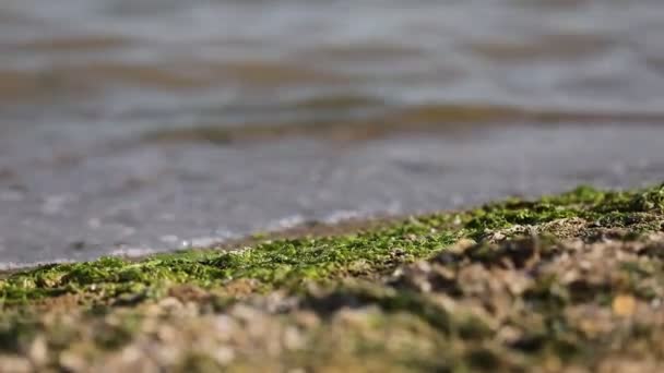 緑の藻でいっぱいの海岸線の近くの景色 泡の波は海の銀行に転がる アルガ植物と汚れた水 環境汚染 — ストック動画