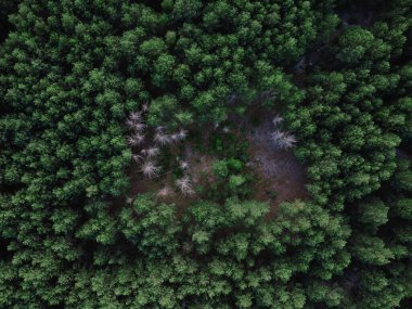 Karışık orman ağaçları, ekosistem, sağlıklı çevre konsepti ve yan ışıklandırmalı arka plan. Yoğun yeşil yaprak döküntüsü ve yemyeşil ağaçların dokusu yukarıdan orman manzarası