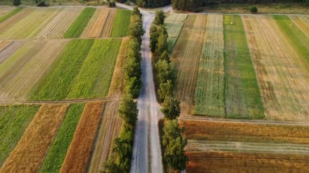 栽培緑のフィールドと金小麦 わらロールと農業小包の空中ビュー 田舎の風景 行の幾何学的な形状フィールド 農業の概念 ウクライナ — ストック動画