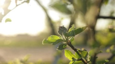 Bahçedeki elma ağacında ilk bahar tomurcukları. Meyve bahçesinin çiçeklenmesinin başlangıcı. İlk yeşil yapraklar Nisan ayında meyve ağacında yetişir. Elma ağacı çiçek açmaya başlar. Pembe elma ağacı çiçek açıyor.