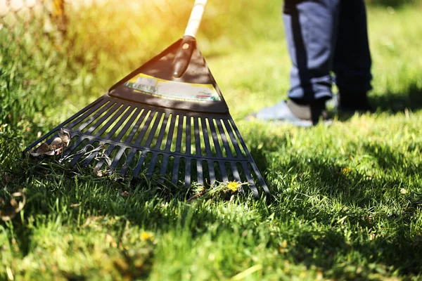 Unrecognised man is raking leaves with a plastic black rake. Cleaning of garbage and dry grass from the lawn with a fan rake. Concept of preparing garden for winter, spring. Taking care of garden.