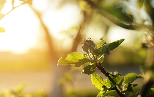 Első Tavaszi Rügyek Almafán Kertben Gyümölcsöskert Virágzásának Kezdete Első Zöld — Stock Fotó
