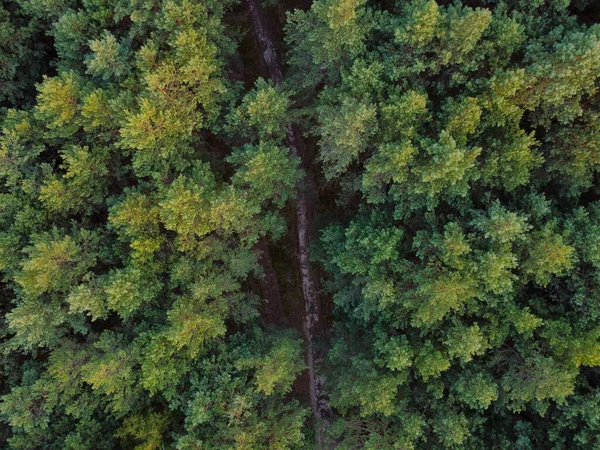 Vue Aérienne Dessus Des Arbres Forestiers Mixtes Concept Écosystème Environnement — Photo