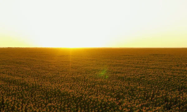 夕日の間に有機ひまわり畑の開花の美しい空中ビュー ひまわりと太陽の光で農業分野を飛び越えるドローン 大きな黄色の農場フィールドと夏の風景 — ストック写真